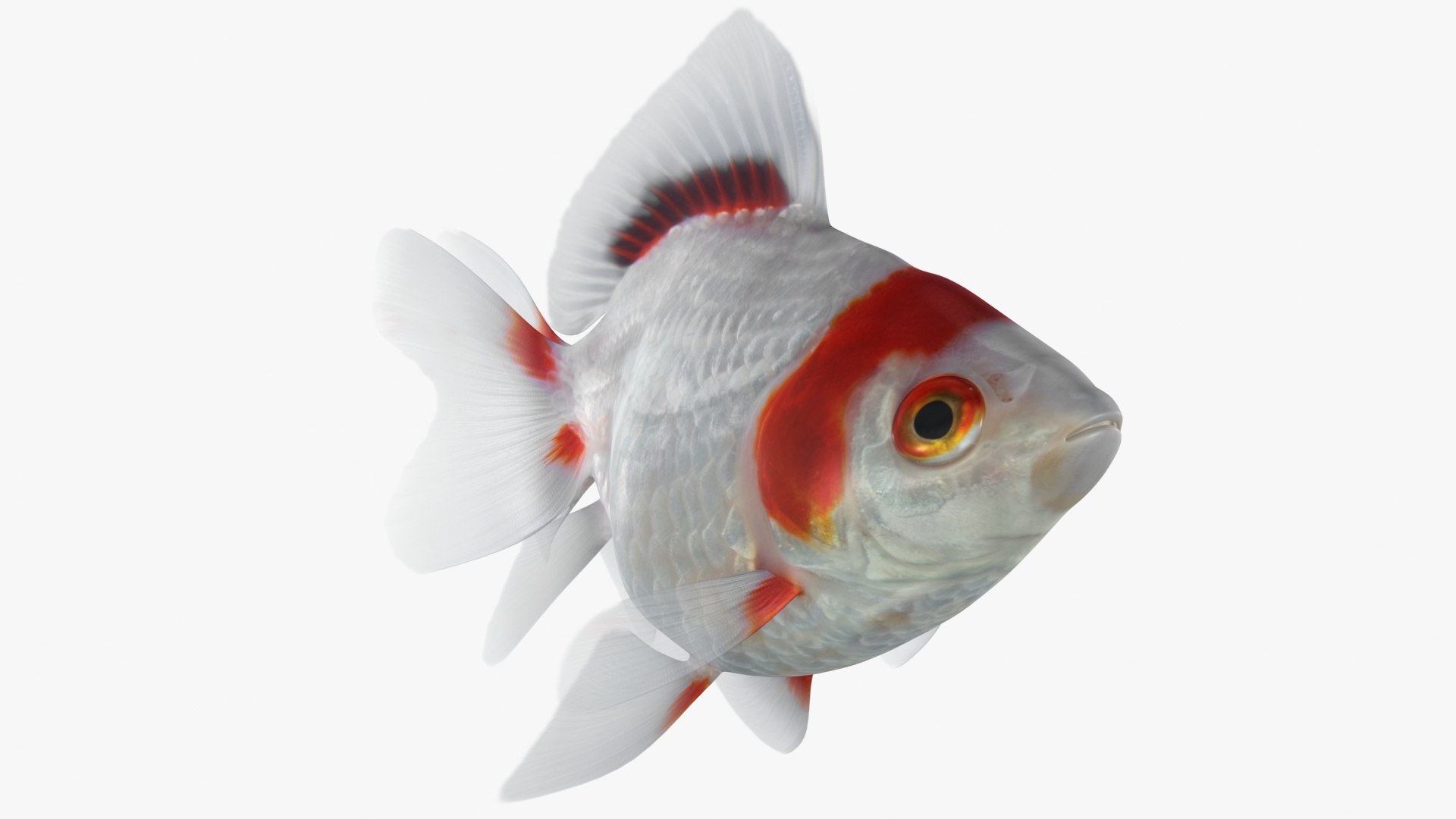 fantail goldfish 3D https://p.turbosquid.com/ts-thumb/Zi/U2QQ0e/kGO3u3CN/lemon_rr_11/jpg/1580778100/1920x1080/fit_q87/2de999bc8fa6f3399ae2c636530929434f587700/lemon_rr_11.jpg