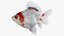 Fantail Goldfish