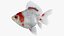 Fantail Goldfish