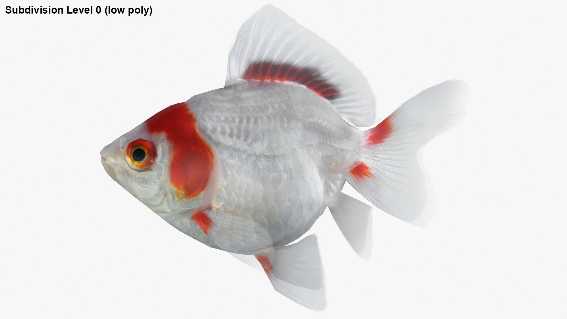 fantail goldfish 3D https://p.turbosquid.com/ts-thumb/Zi/U2QQ0e/o4vlcGUX/lemon_rr_27/jpg/1580778100/1920x1080/fit_q87/0238f1ed8a81456966cc51d65024ec6d00ac0413/lemon_rr_27.jpg
