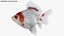 Fantail Goldfish