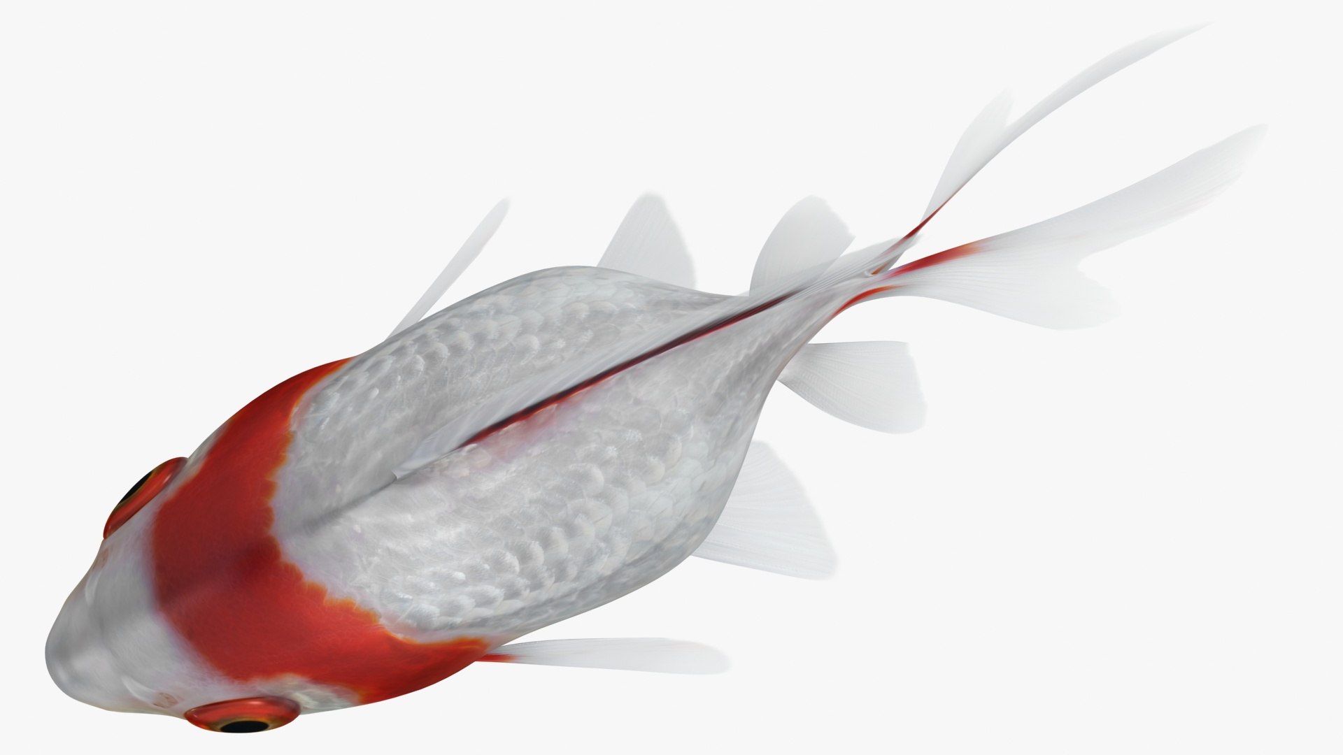 fantail goldfish 3D https://p.turbosquid.com/ts-thumb/Zi/U2QQ0e/sBuMoUOY/lemon_rr_05/jpg/1580778100/1920x1080/fit_q87/b9a5334837de5dea2b797e2112a62935eb086375/lemon_rr_05.jpg