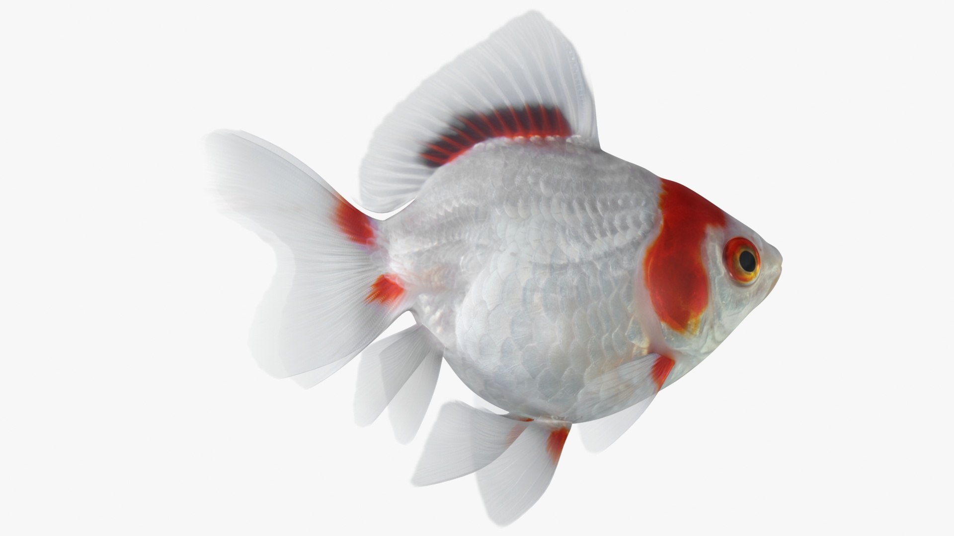 fantail goldfish 3D https://p.turbosquid.com/ts-thumb/Zi/U2QQ0e/uARu5oHF/lemon_rr_07/jpg/1580778100/1920x1080/fit_q87/e9811bef77585c392e60174aeff09ae5e8afff0a/lemon_rr_07.jpg