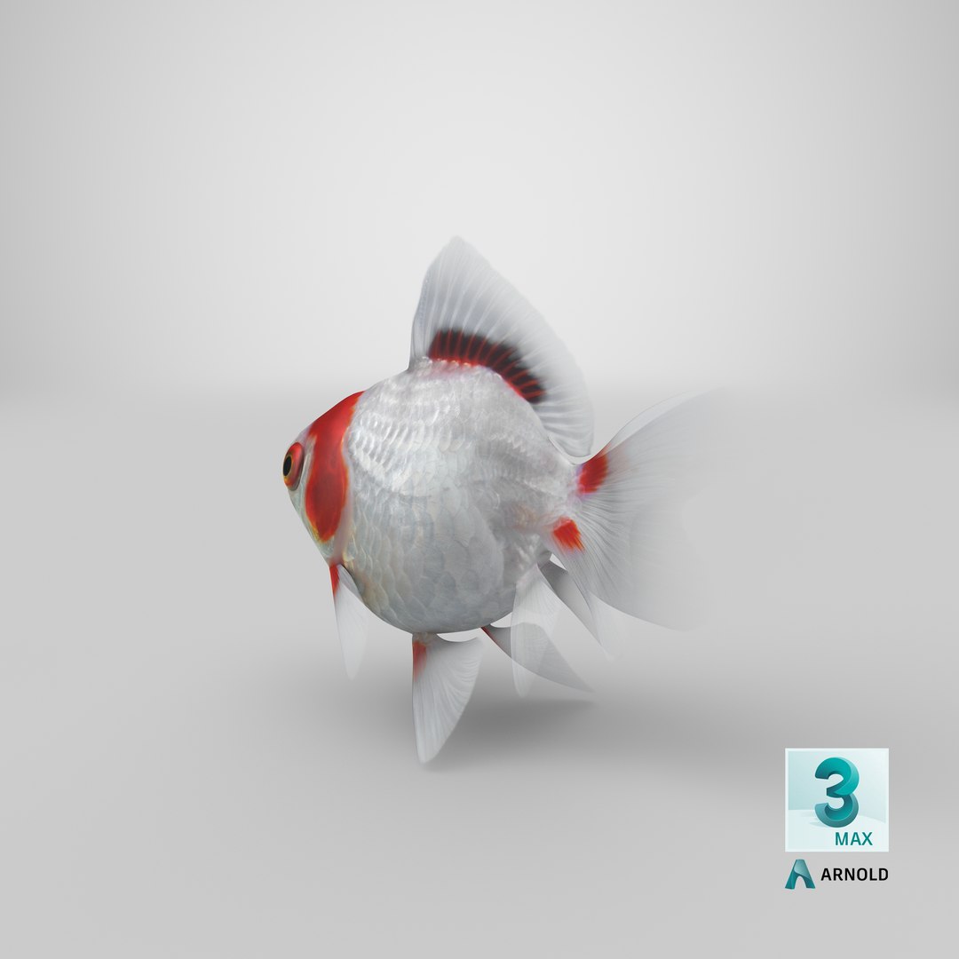 fantail goldfish 3D https://p.turbosquid.com/ts-thumb/Zi/U2QQ0e/vlPUPBlh/stemcell_max_arnold_render/png/1579571374/1920x1080/fit_q87/b32582bf048c0be8ae2496606909b62610938e73/stemcell_max_arnold_render.jpg