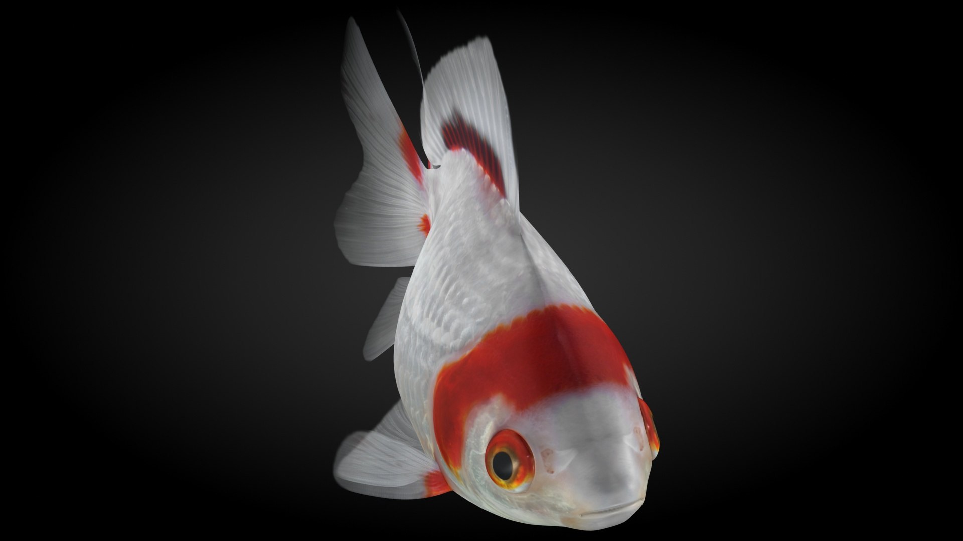 fantail goldfish 3D https://p.turbosquid.com/ts-thumb/Zi/U2QQ0e/y0AL8fUc/lemon_rr_00a/jpg/1580778100/1920x1080/fit_q87/de67f3a9790e948887d7eda59be624fd1fc8bd22/lemon_rr_00a.jpg