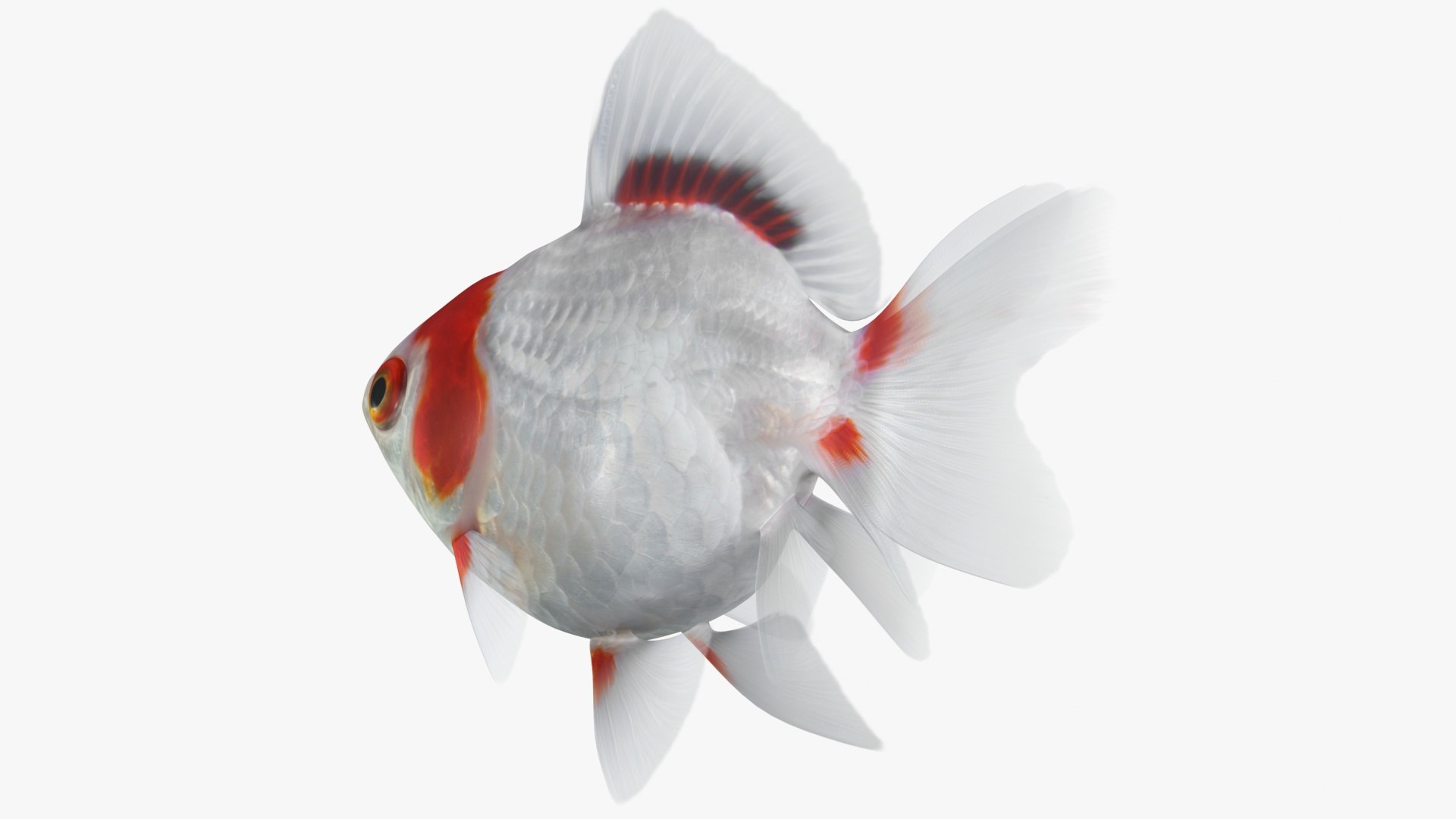 fantail goldfish 3D https://p.turbosquid.com/ts-thumb/Zi/U2QQ0e/z9AmDe0l/lemon_rr_13/jpg/1580778100/1920x1080/fit_q87/37347201e93a89c8daa17c68173d5a620aa02d23/lemon_rr_13.jpg