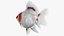 Fantail Goldfish