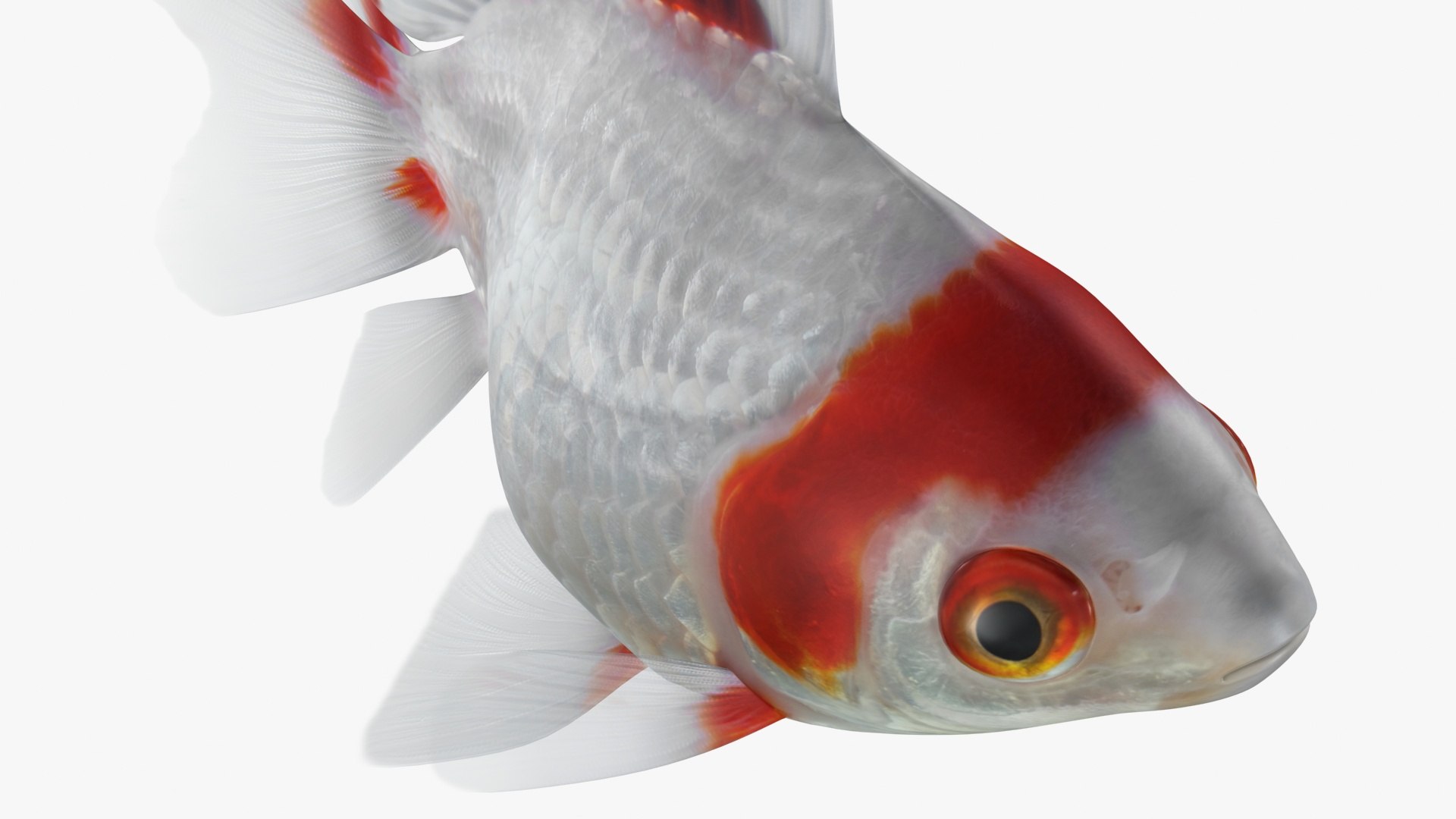 fantail goldfish 3D https://p.turbosquid.com/ts-thumb/Zi/U2QQ0e/zHD36OKT/lemon_rr_15/jpg/1580778100/1920x1080/fit_q87/473e3417661dc8caf9a98bb71fe420920c2433db/lemon_rr_15.jpg