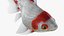 Fantail Goldfish
