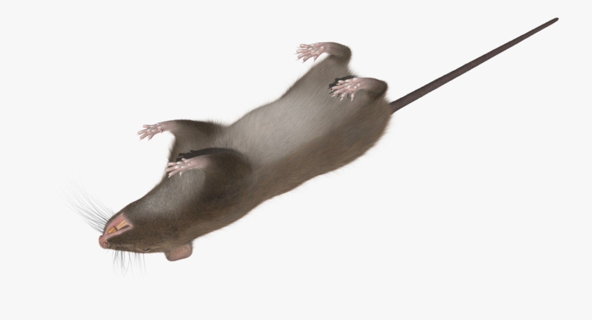 3d brown rat https://p.turbosquid.com/ts-thumb/Zi/UXHGQN/2g28ztnb/r00f/jpg/1470546010/1920x1080/fit_q87/d0868f7cee4d6c68353404506567bd38825632d0/r00f.jpg