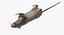 Brown Rat