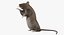 Brown Rat