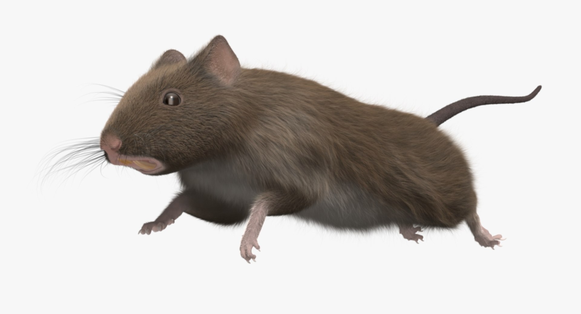 3d brown rat https://p.turbosquid.com/ts-thumb/Zi/UXHGQN/3RPC5M2o/rp03/jpg/1470488927/1920x1080/fit_q87/1b6d70d101c7fcec1f6ef5d14f55922fc1a809c7/rp03.jpg