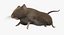 Brown Rat