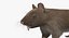 Brown Rat
