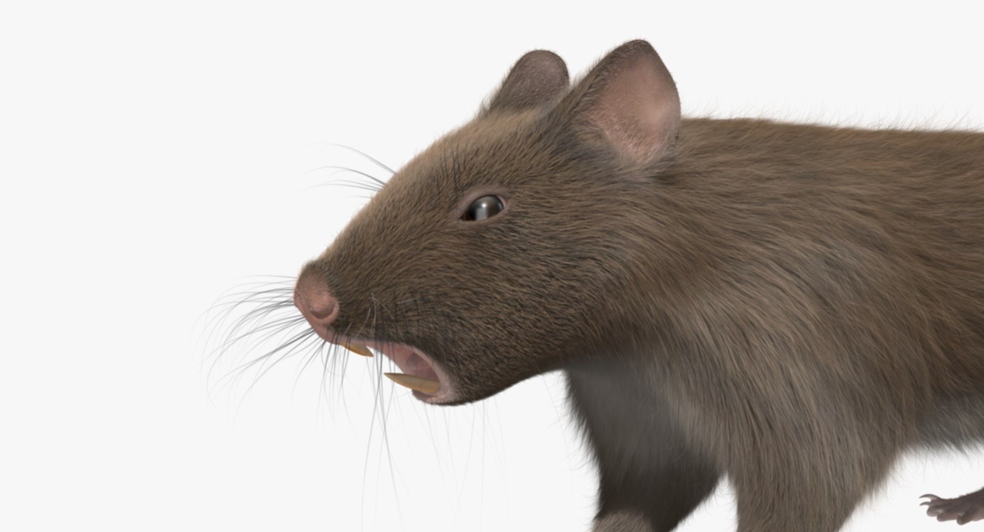 3d brown rat https://p.turbosquid.com/ts-thumb/Zi/UXHGQN/5i947oDu/rp10/jpg/1470488927/1920x1080/fit_q87/fa447b7dd8dd564d32902cf775dce1d7c0d56de8/rp10.jpg