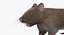 Brown Rat