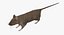 Brown Rat