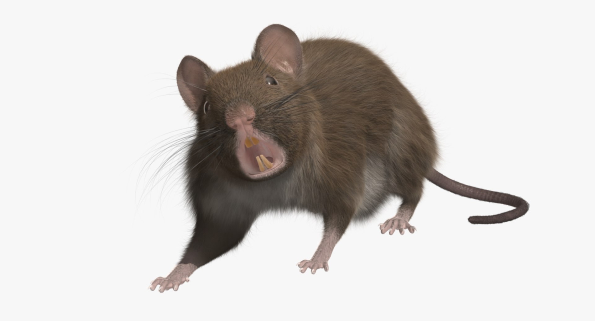 3d brown rat https://p.turbosquid.com/ts-thumb/Zi/UXHGQN/HRHy7y3R/rp01/jpg/1470488927/1920x1080/fit_q87/a9b9bd1eeda1b99eec76782c0668ae8d4e73354c/rp01.jpg