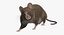 Brown Rat