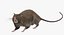 Brown Rat