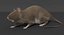 Brown Rat
