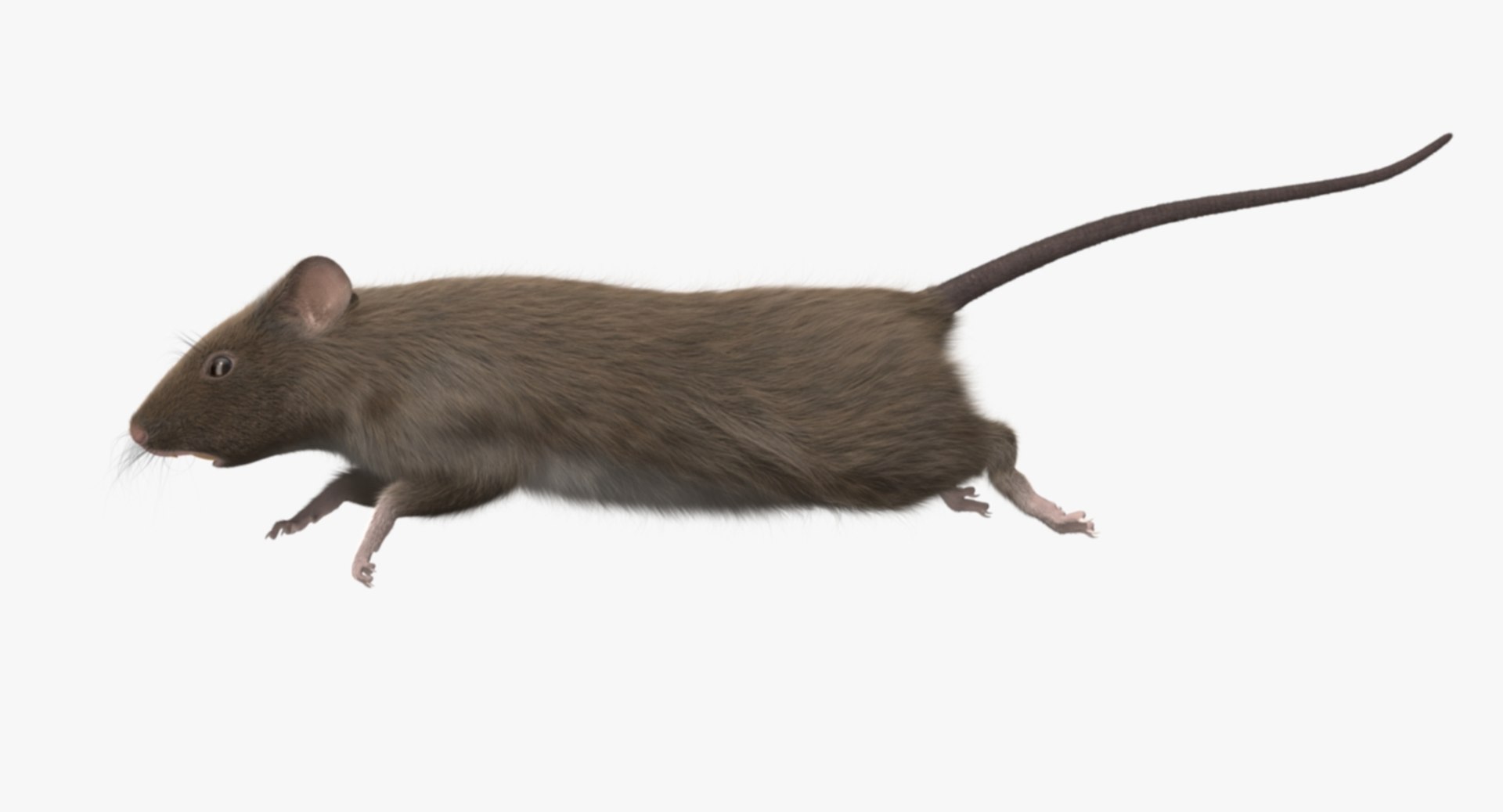 3d brown rat https://p.turbosquid.com/ts-thumb/Zi/UXHGQN/QdPnljj9/rp02/jpg/1470488927/1920x1080/fit_q87/0c387e363d71cea5f79d13741d01982197ce0dad/rp02.jpg