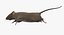 Brown Rat
