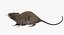 Brown Rat
