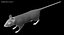 Brown Rat