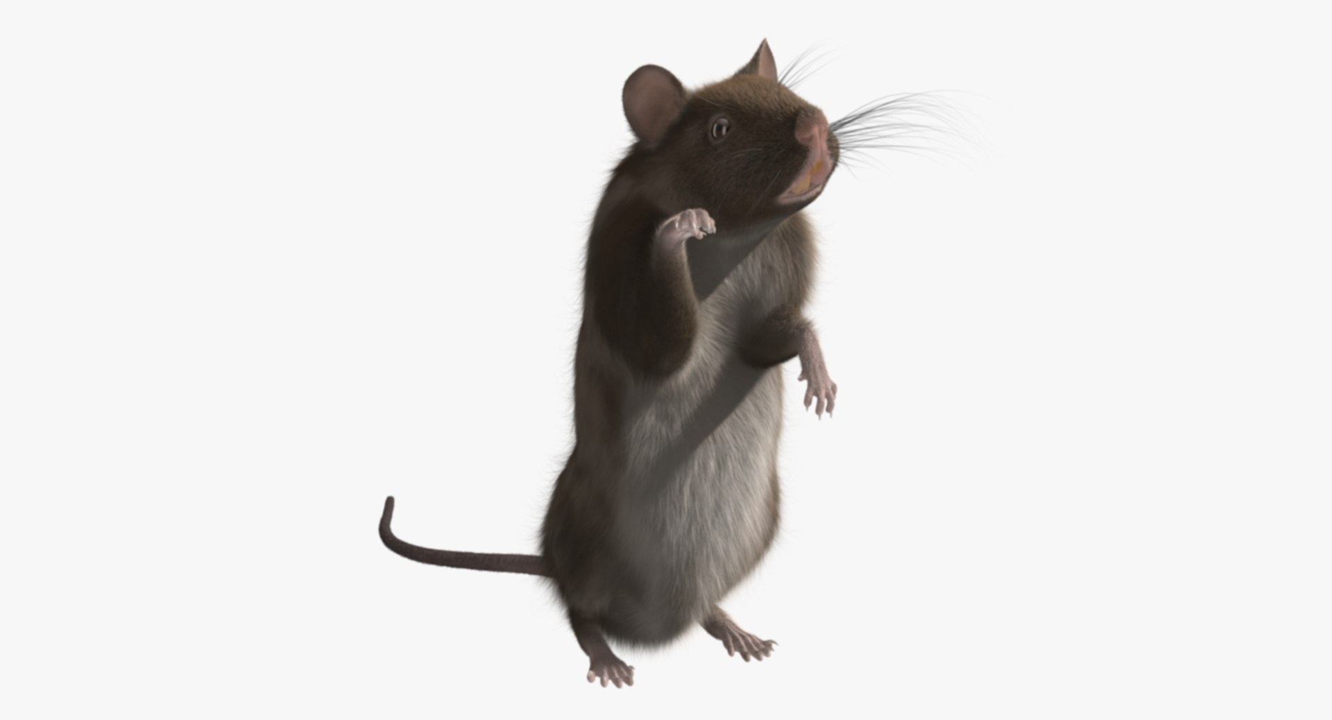 3d brown rat https://p.turbosquid.com/ts-thumb/Zi/UXHGQN/m4JYHk2H/rp05/jpg/1470488927/1920x1080/fit_q87/9174f7c822570922b4f93521e85d7311457234ed/rp05.jpg