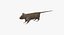 Brown Rat