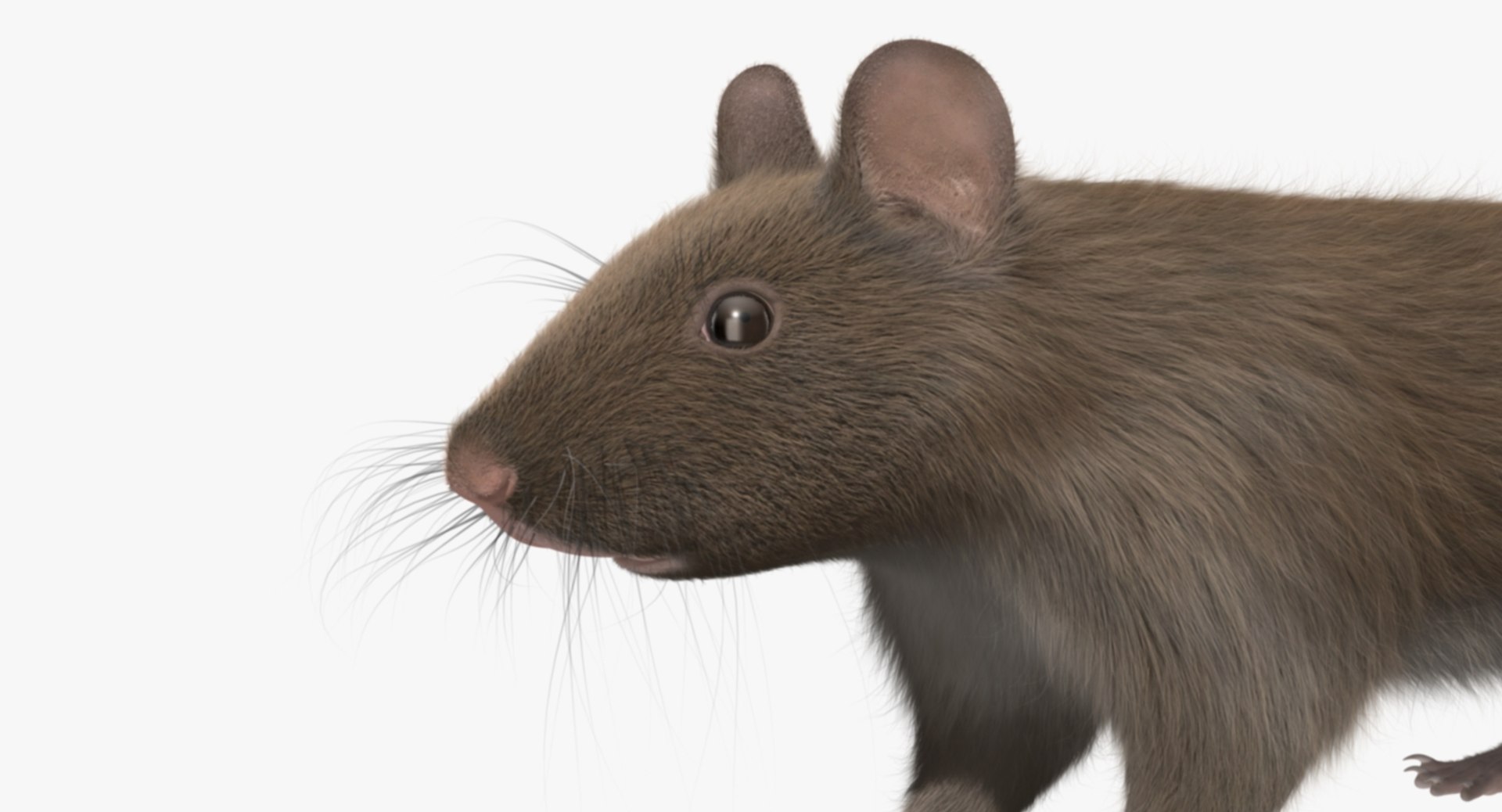 3d brown rat https://p.turbosquid.com/ts-thumb/Zi/UXHGQN/wWnCuwWm/rp08/jpg/1470488927/1920x1080/fit_q87/4ae4adb832a25411ed209775a3a72eab70c4567d/rp08.jpg