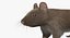 Brown Rat