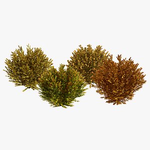 High-Detail Fire Chief Arborvitae 3D model