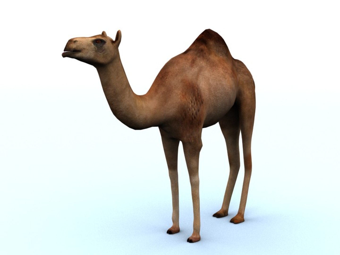 camel 3ds https://p.turbosquid.com/ts-thumb/Zi/W819O8/6PJhICYU/camel2/jpg/1427450604/1920x1080/fit_q87/66f1cb81f7becef7f7c39a0e33109460e7b1388c/camel2.jpg