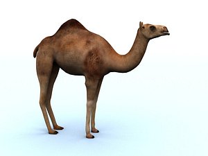 camel 3ds