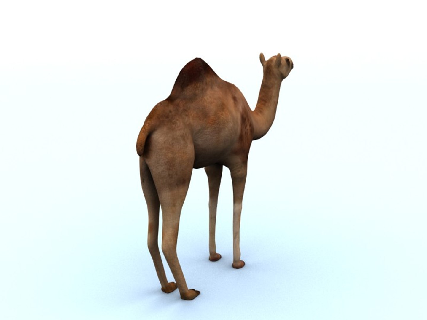 camel 3ds https://p.turbosquid.com/ts-thumb/Zi/W819O8/LMEmh9Et/camel3/jpg/1427450605/1920x1080/fit_q87/a108623f29d3c349d669f652c18ed0bed375d461/camel3.jpg