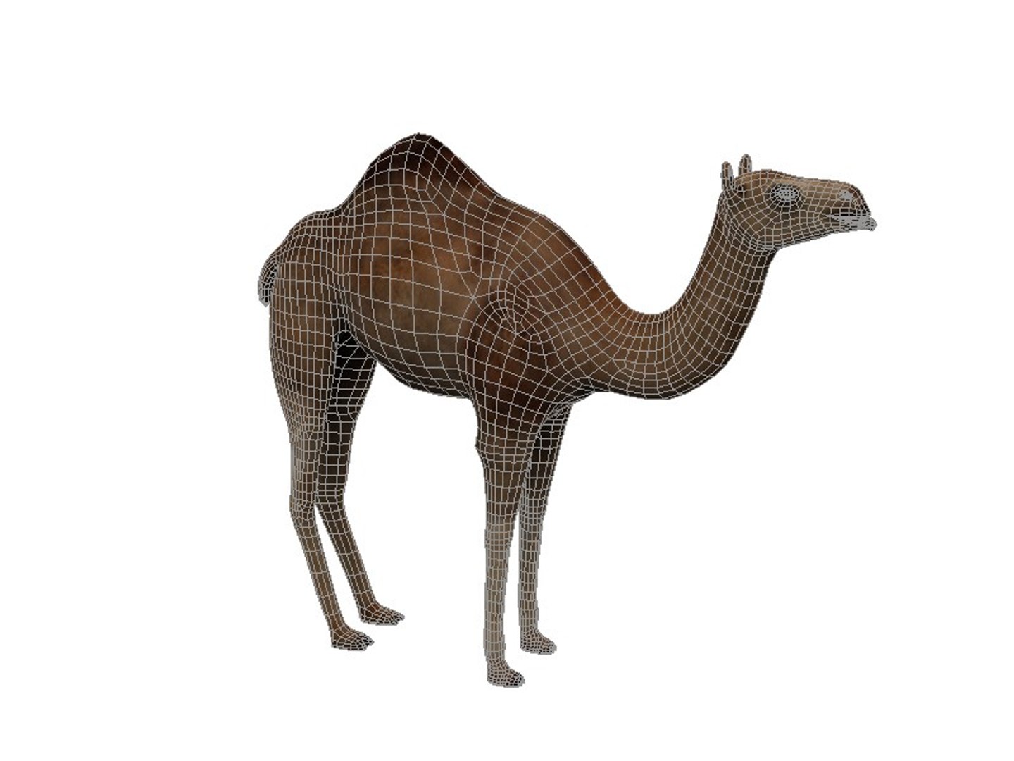 camel 3ds https://p.turbosquid.com/ts-thumb/Zi/W819O8/XuBA9EhF/camel4/jpg/1427450605/1920x1080/fit_q87/5d073afa441d7ce52dc4c1344f7fe24a0c837ba4/camel4.jpg