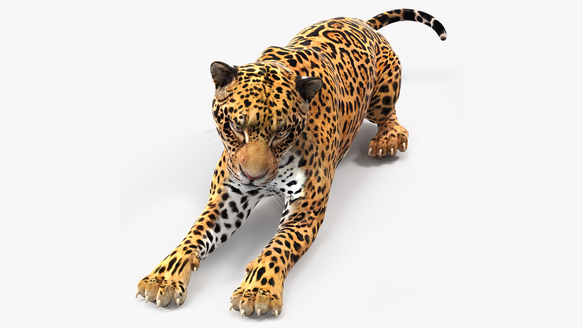 Jaguar Lying Down 3D model preview