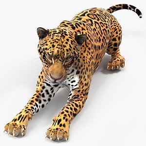 Jaguar Lying Down 3D model