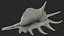 3D Sea Shells Collection 6 model