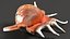 3D Sea Shells Collection 6 model