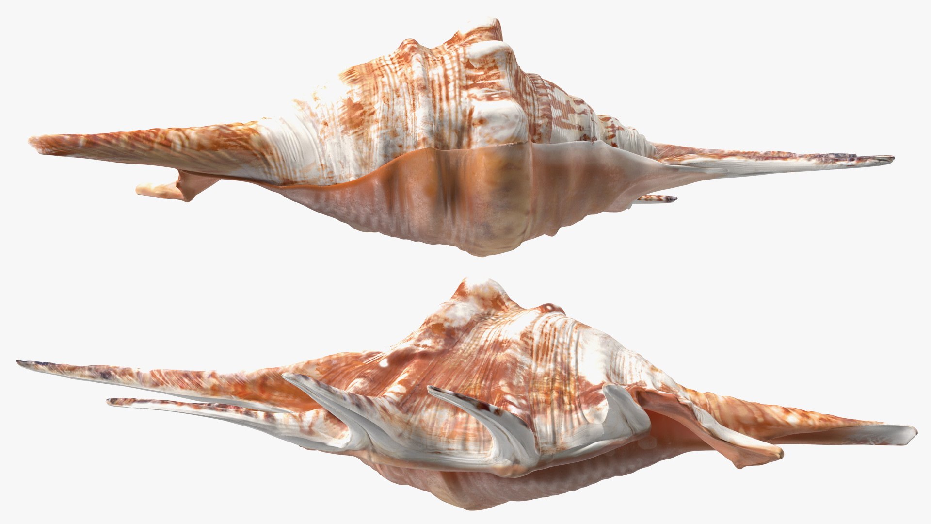 3D Sea Shells Collection 6 Model - TurboSquid 2139718