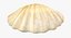 3D Sea Shells Collection 6 model