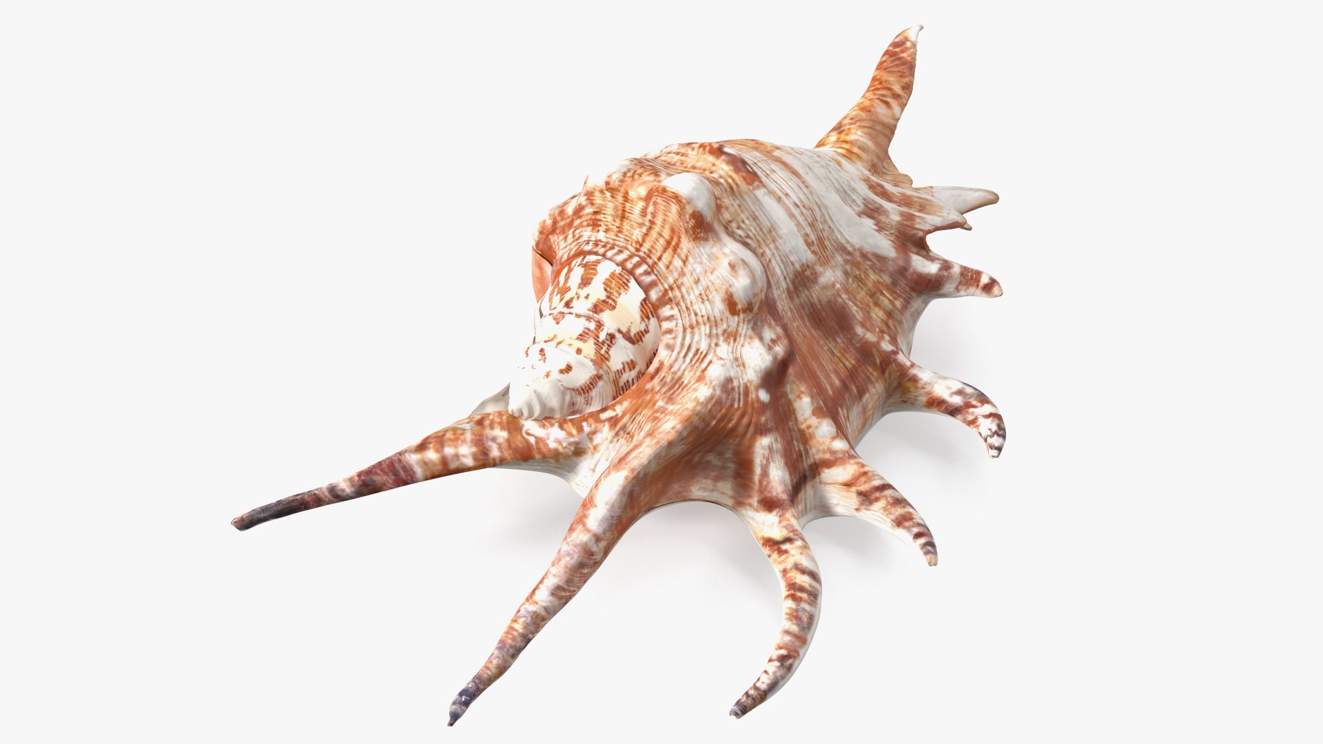 3D Sea Shells Collection 6 Model - TurboSquid 2139718