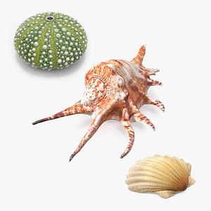 Sea Shells Collection 6