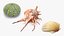 3D Sea Shells Collection 6 model
