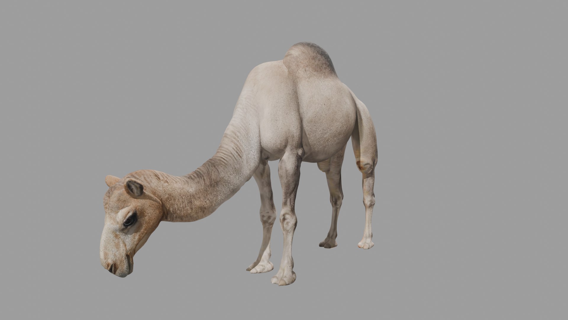 Realistic Animated Camel Rigged and Low Poly Game Ready Low-poly 3D model 3D model https://p.turbosquid.com/ts-thumb/Zi/wCyHKB/1T/5/png/1774797746/1920x1080/fit_q87/8c0f98ba63b6a0dc67e0a76f8e21ab9dc124bbc6/5.jpg