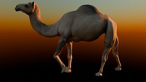 Realistic Animated Camel Rigged and Low Poly Game Ready Low-poly 3D model 3D model